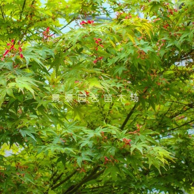 青枫树苗青枫小苗鸡爪槭树苗青枫苗红枫嫁接砧木绿化苗木庭院植物
