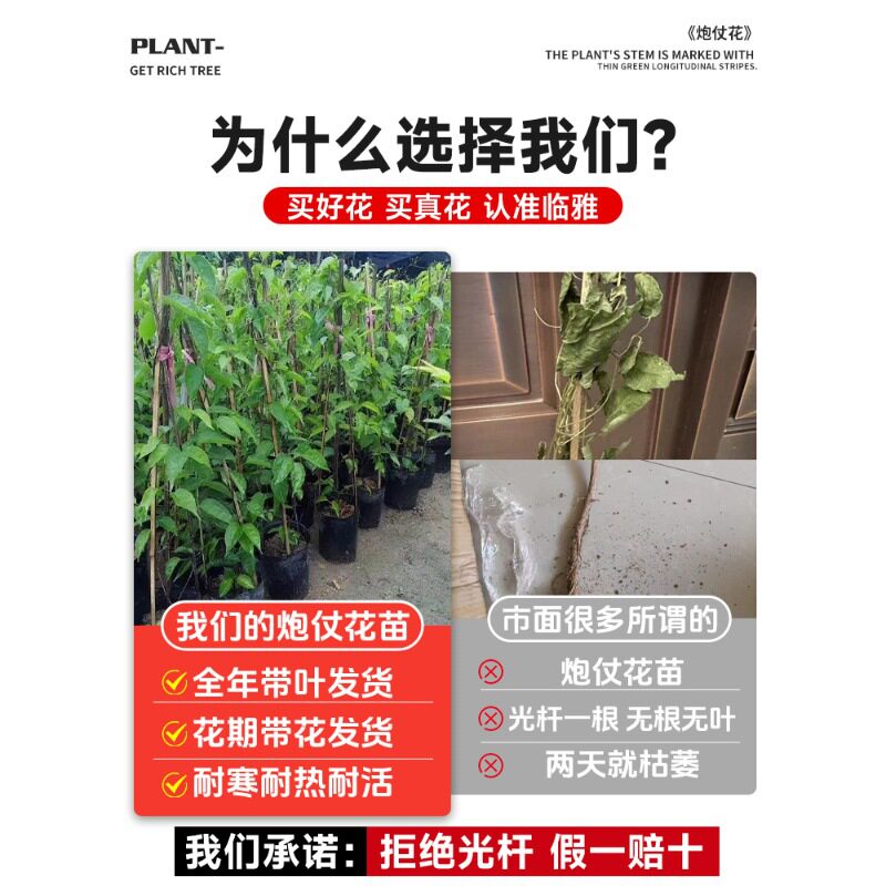 一件代发炮仗花爬藤植物大苗老桩花苗凌霄花阳台庭院花卉盆栽垂吊