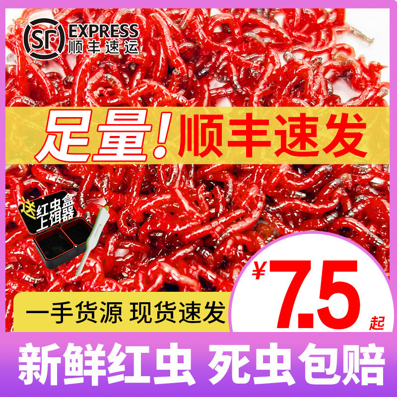 鲜活红虫特大号公赤虫活体活饵喂鱼拉饵鲫鱼野钓饵料钓鱼蚯蚓鱼食