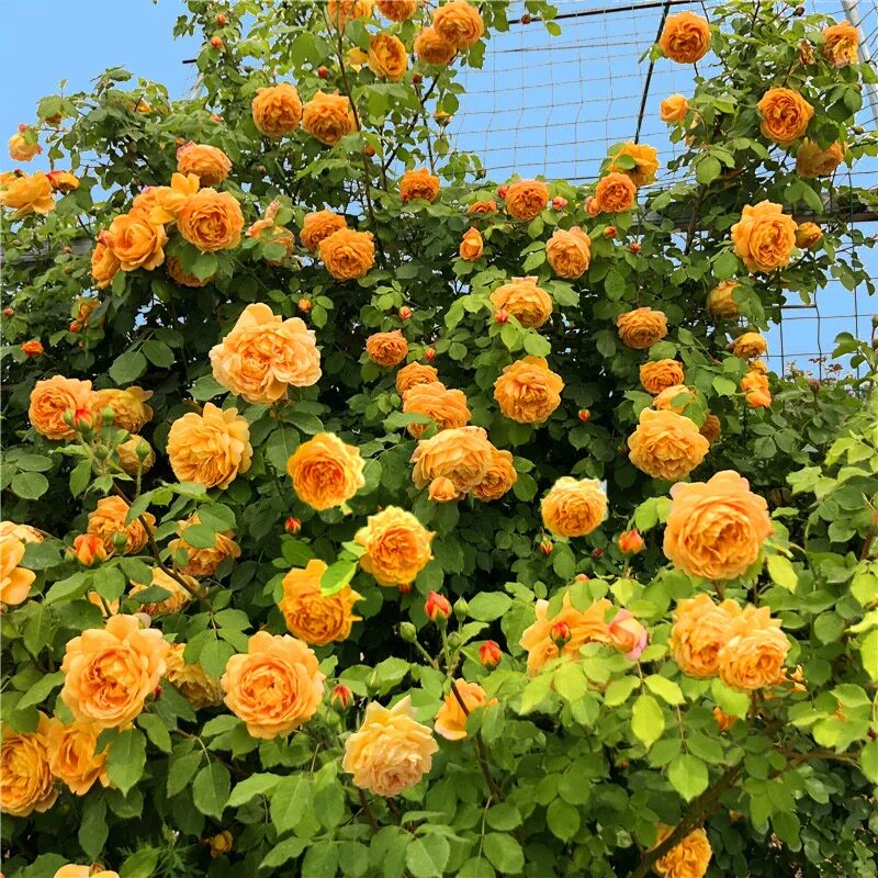 黄金庆典 藤本月季大苗 四季阳台庭院盆栽地栽种植爬墙月季花苗