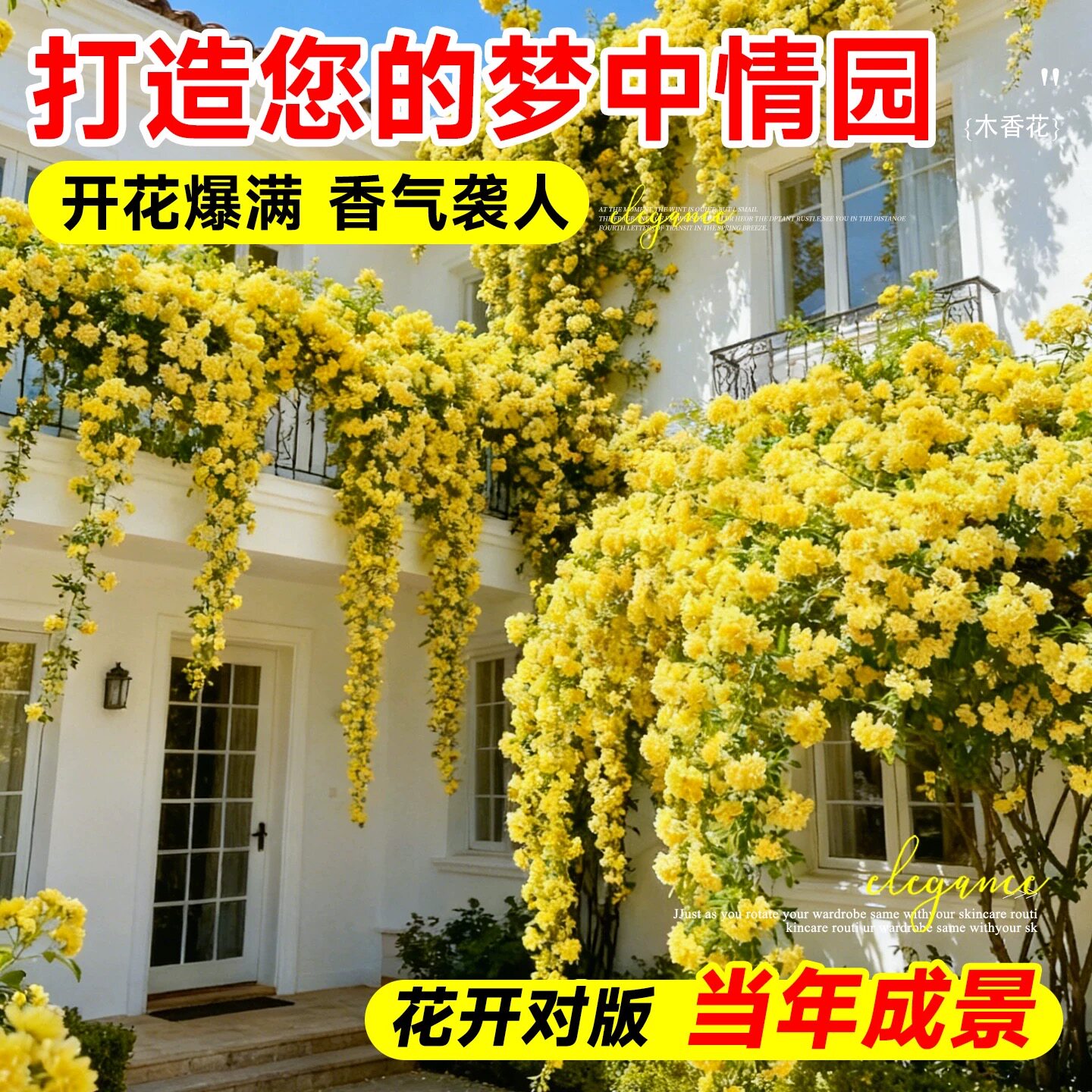 黄木香花苗爬墙蔷薇花