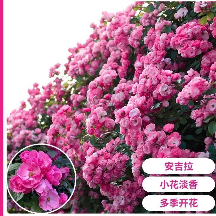 安吉拉 藤本月季大苗 四季开花阳台庭院盆栽地栽种植爬墙月季花