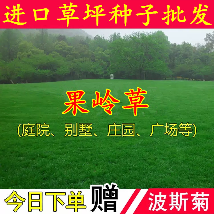 进口果岭草种子孑高尔夫地毯草种籽免修剪耐践踏草坪草籽四季常青