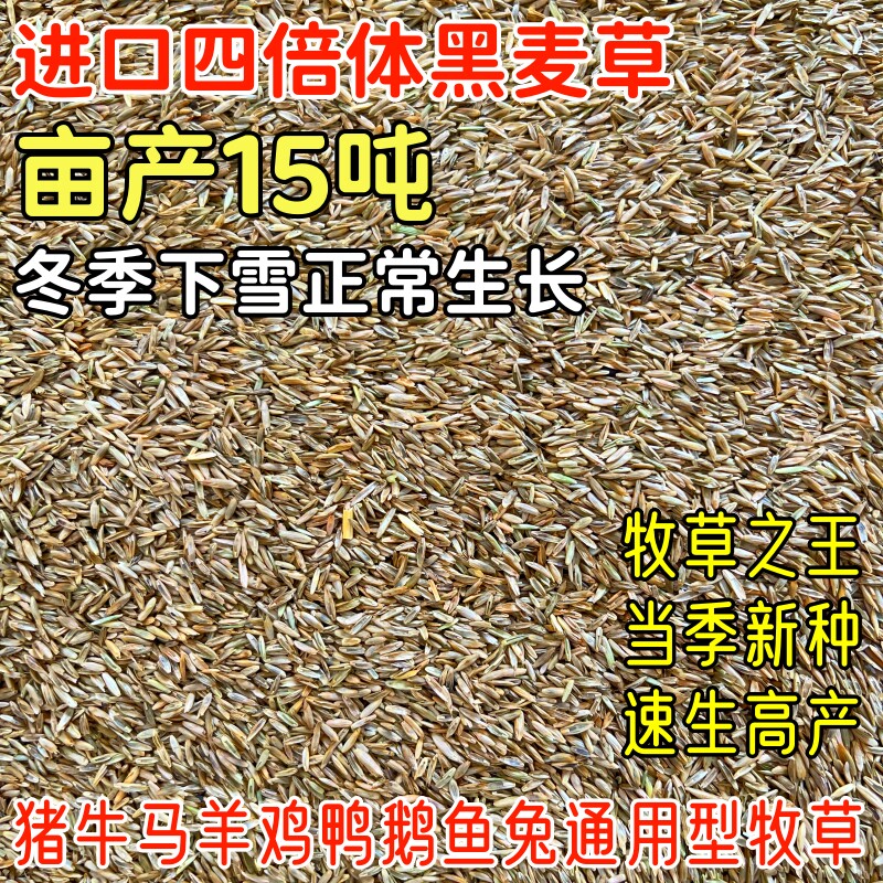 黑麦草种籽子种四季多年生耐寒牧草种子鸡鸭鹅牛羊马畜牧养殖鱼草