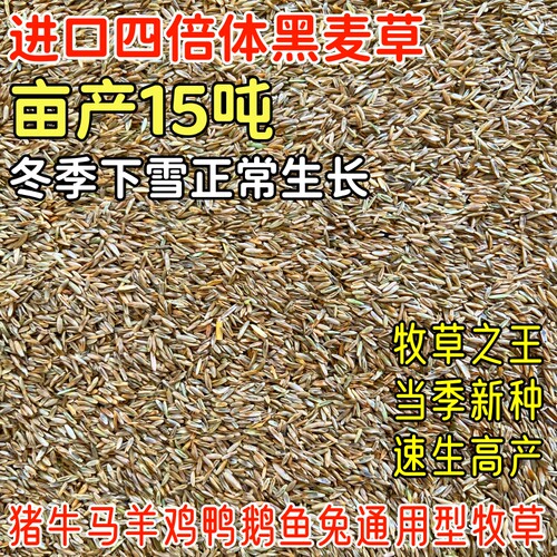 黑麦草耐寒牧草四季高产叶嫩多汁