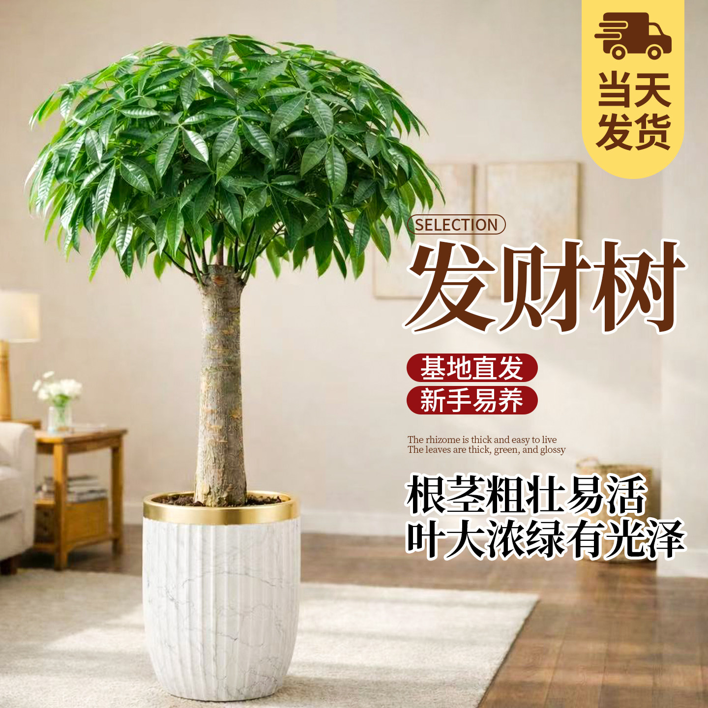发财树盆栽大棵室内摆客厅大型步步高招财树绿植物办公室乔迁开业