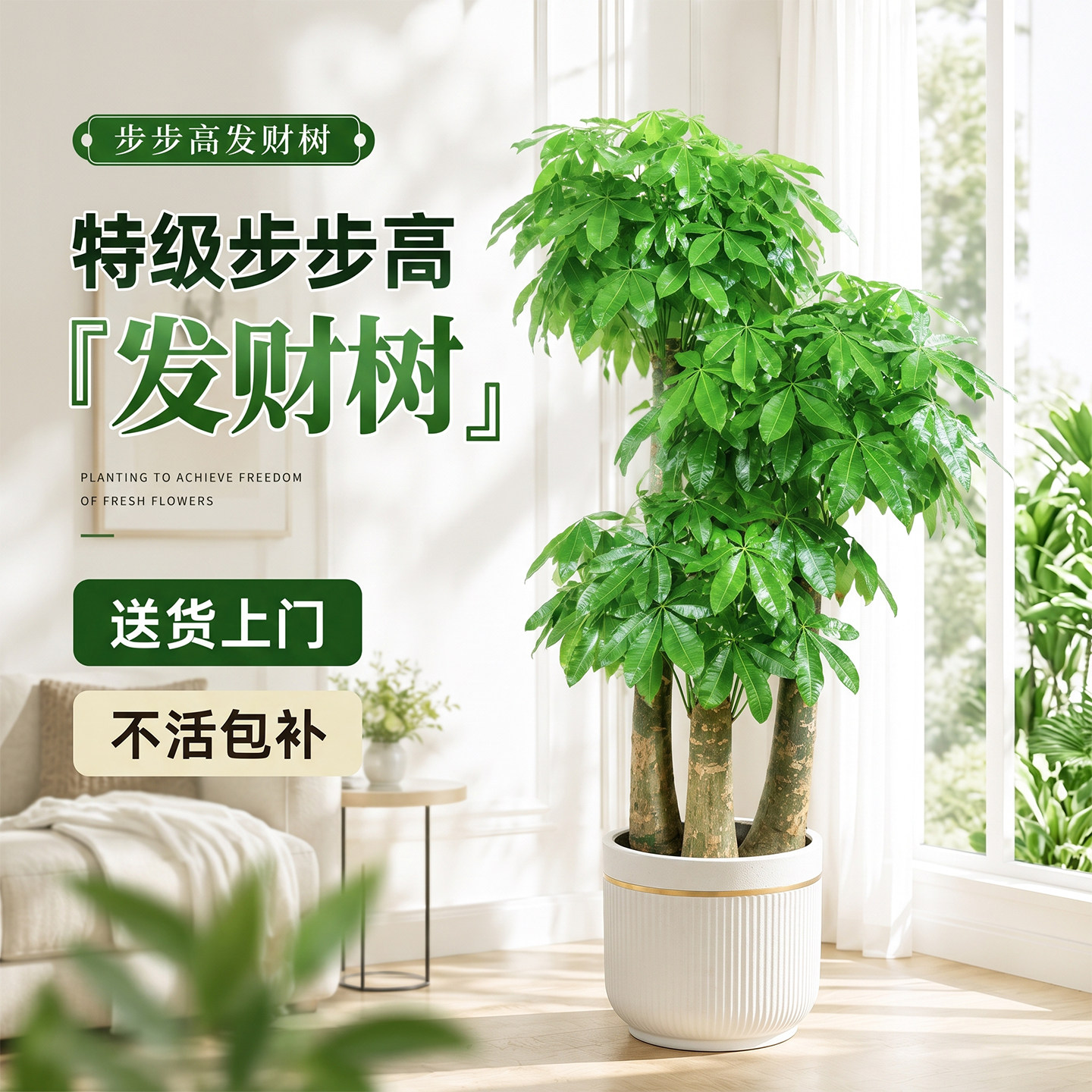步步高发财树三杆原生客厅大盆栽大型绿植乔迁新居办公室开业送礼