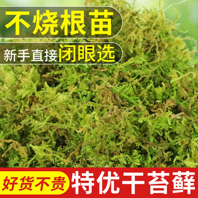 青苔水苔蝴蝶兰专用土