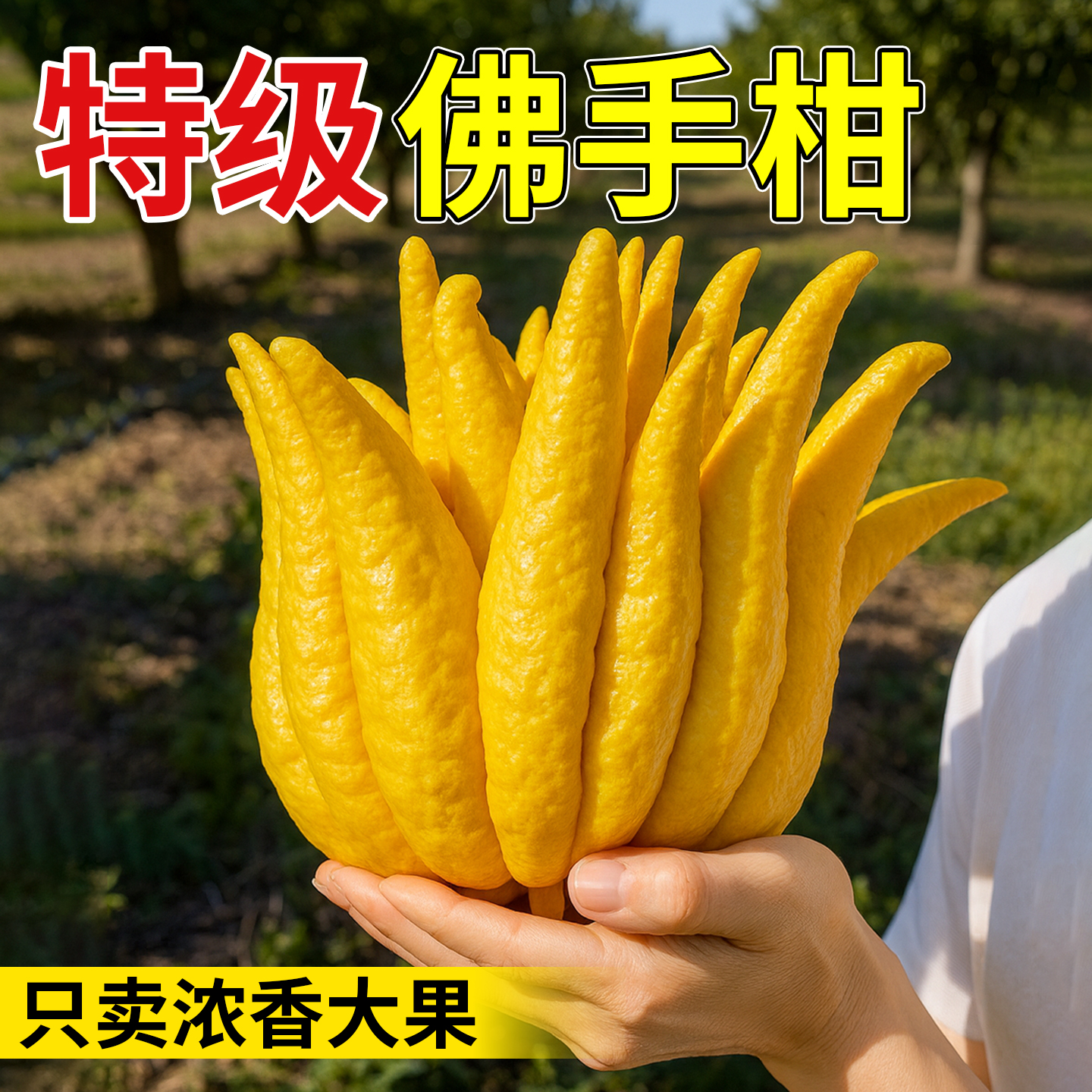 佛手柑水培植物鲜果室内水养绿植