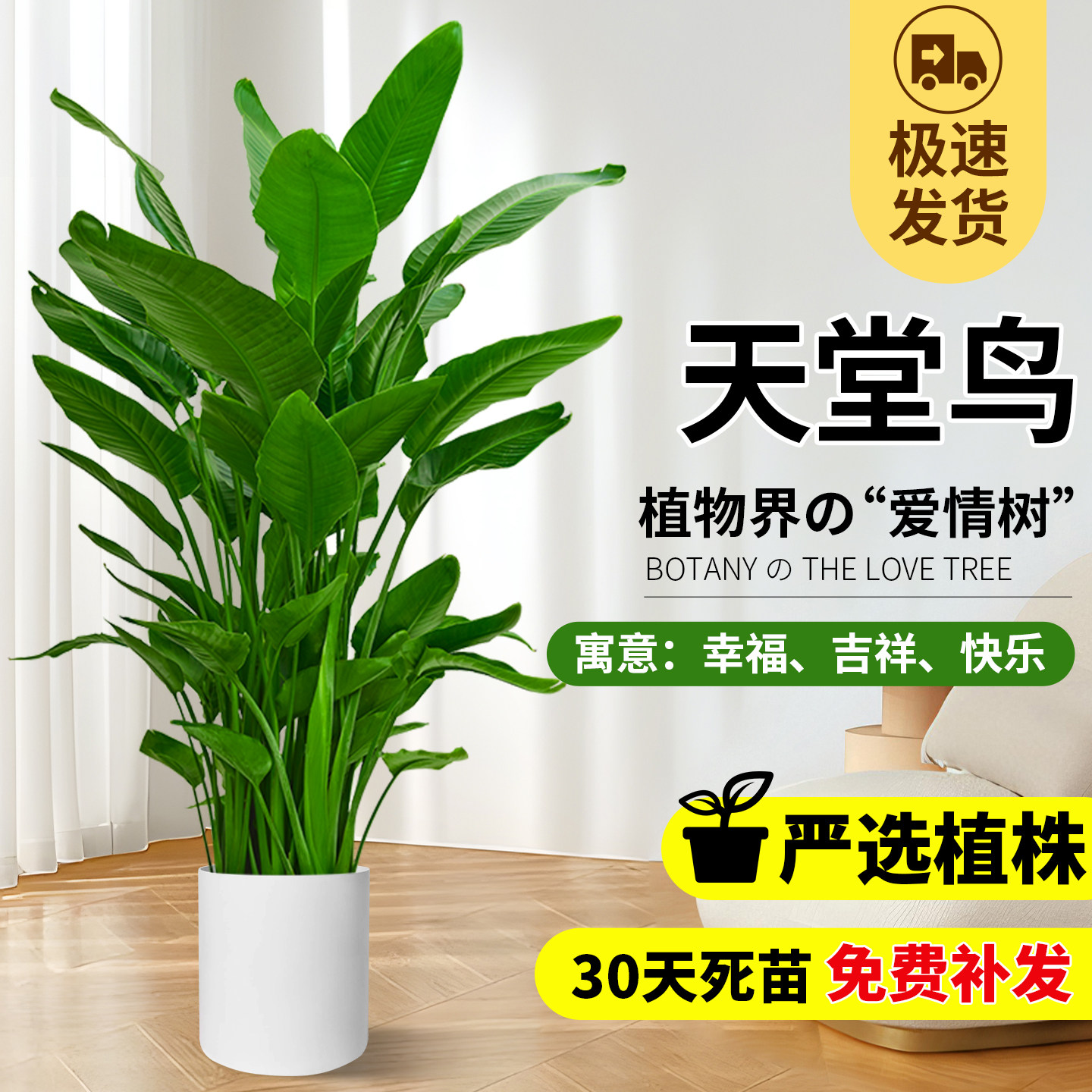 天堂鸟盆栽室内客厅高级感大型绿植办公室大叶植物高端鹤望兰新房,鲜花速递/花卉仿真/绿植园艺,大型绿植/成品组合盆栽,淘宝优惠券,粉丝福利购,淘宝优惠卷