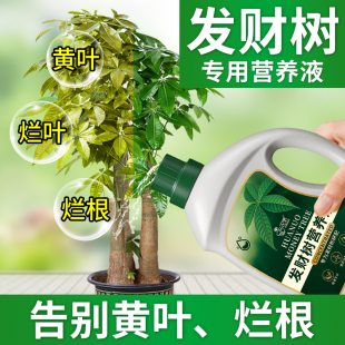 发财树肥料专用肥营养液植物叶子发黄烂根怎么办金钱树通用型花肥