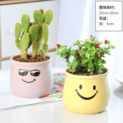 多肉植物仙人掌仙人球肉肉组合盆栽办公室内花卉好养桌面小绿植防