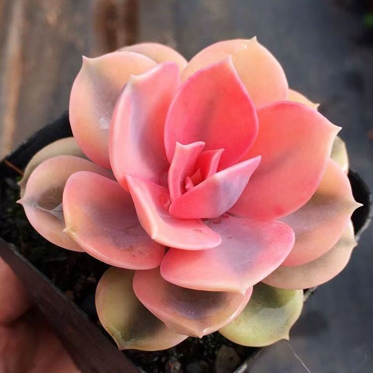 多肉多肉植物桃蛋红宝石吉娃娃姬胧月组合套餐超萌绿植花卉盆栽