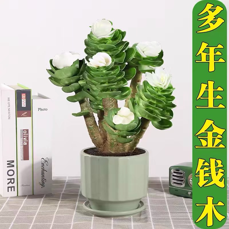 金钱木盆栽 老桩多肉植物 室内客厅桌面招财小金钱树盆景绿植好养