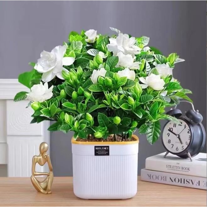 【栀子花】盆栽花卉植物带花苞内外阳台绿植浓香型四季好养美化包