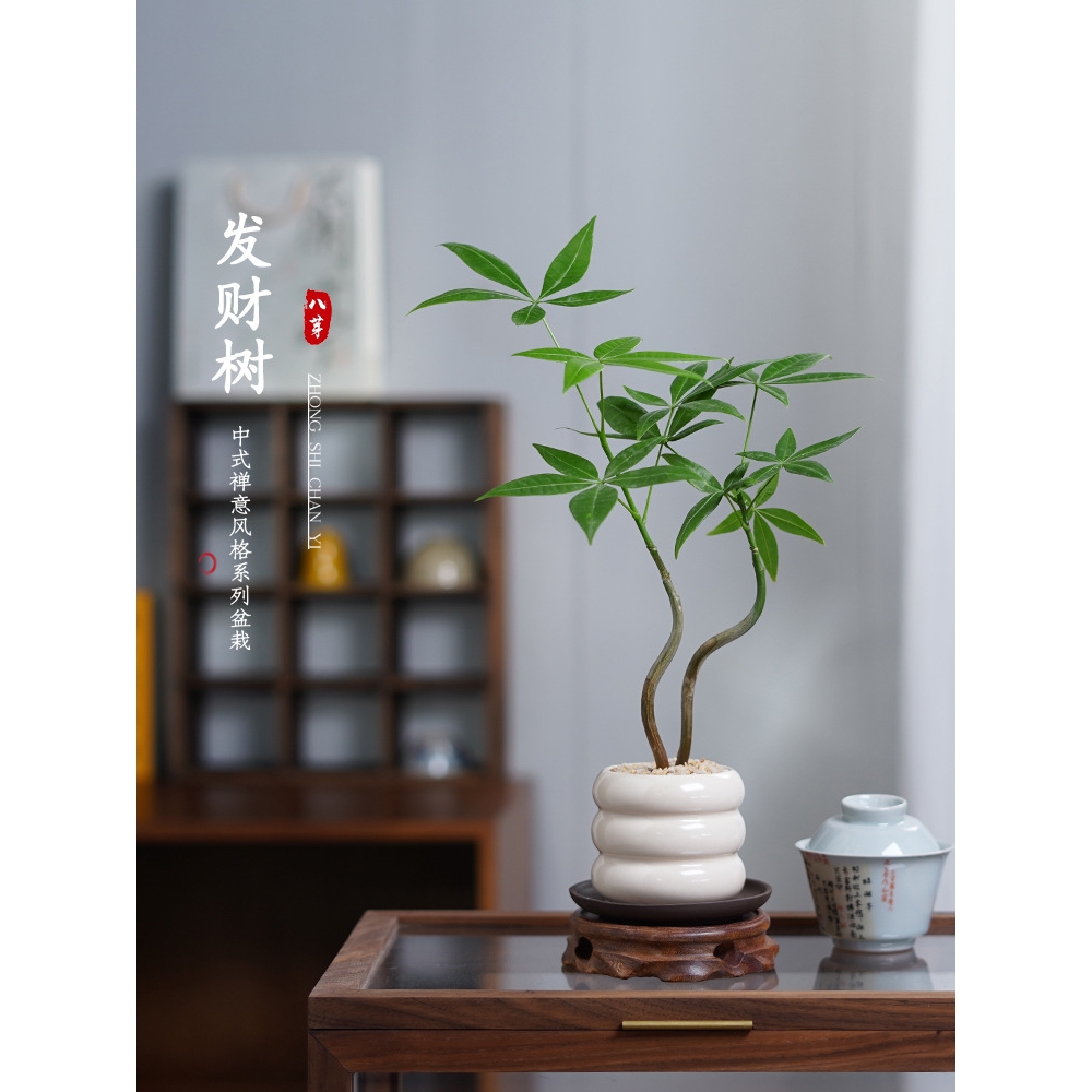 发财树盆栽鸭掌木客厅书房桌面办公室内四季好养小绿植招财树盆景