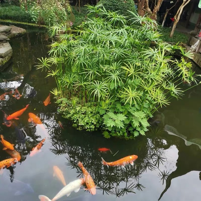 水竹旱伞草水生植鱼池塘造景绿化客厅庭院阳台净化水质盆栽风车草