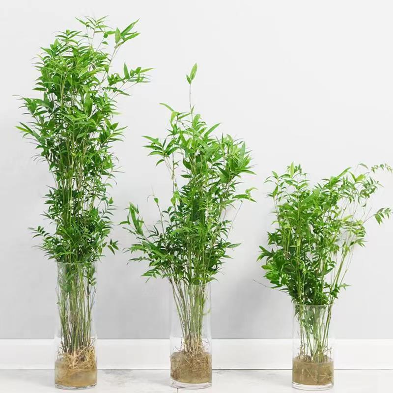 米竹盆栽竹子水培植物室内富贵竹南天竹盆景桌面绿植水竹花卉好养