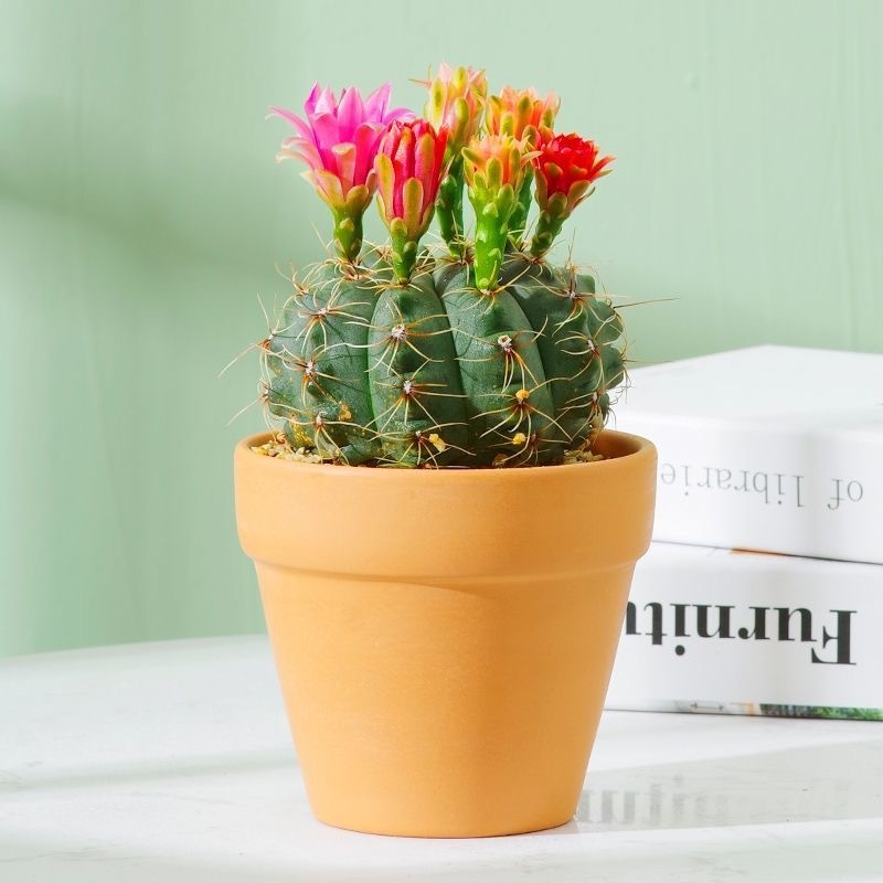 G绯花玉仙人球盆栽四季开花好活净化空气吸桌摆办公室花卉绿