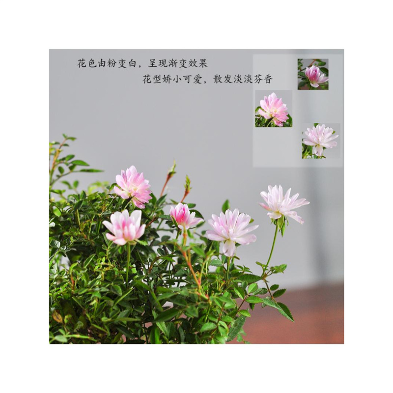 日本姬月季盆栽带花苞花卉露天室外月季超微盆景桌面四季开花植物