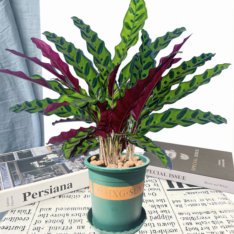 猫眼豹纹竹芋招财盆栽室内好养绿植物客厅桌面办公室观叶植物