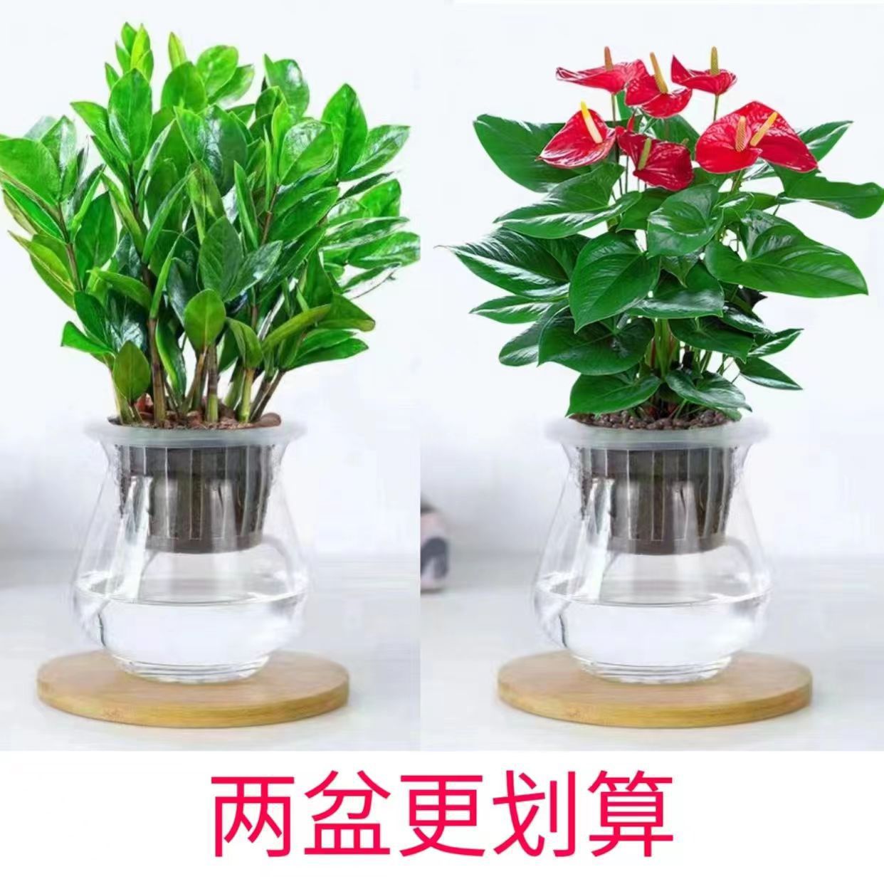 【金钱树水培】盆栽植物室内办公室美化空气吸某醛四季常青摆放花
