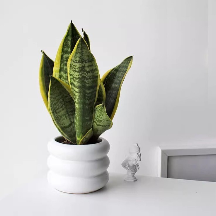 金边虎皮兰虎尾兰喜阳抗旱植物桌面盆栽室内办公室懒人绿植好养批