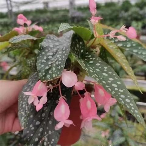 竹节海棠花卉盆栽大叶斑点易活四季阳台观叶秋海棠木本绿植物好养