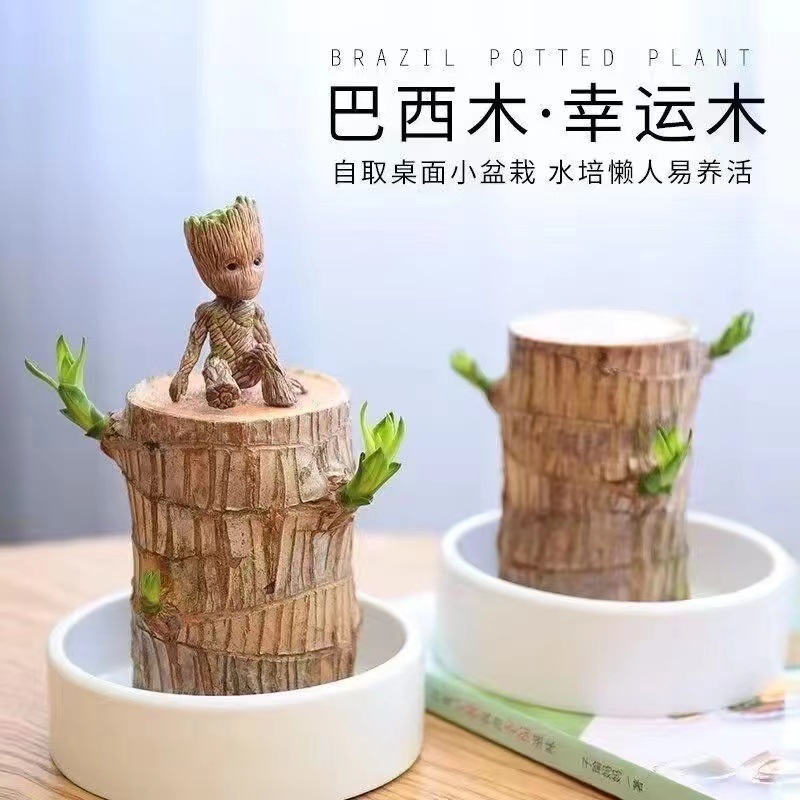 巴西木水培植物幸运木桌面绿植盆栽水养办公室室内迷你小盆栽好养
