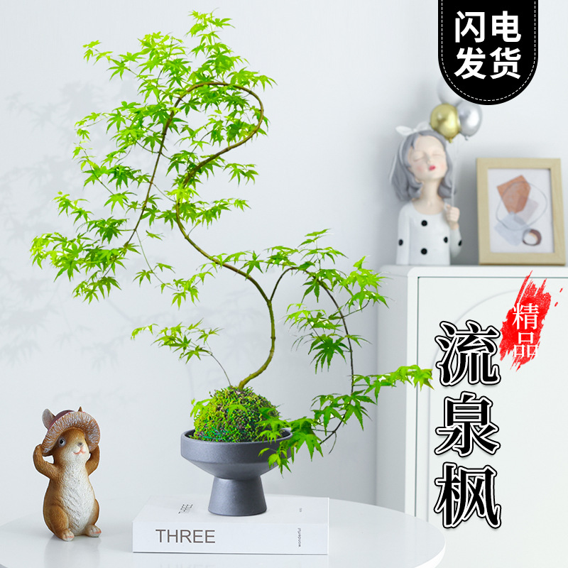 黄金流泉枫盆栽苔藓球绿植室内水培植物造型客厅大型好养四季常青