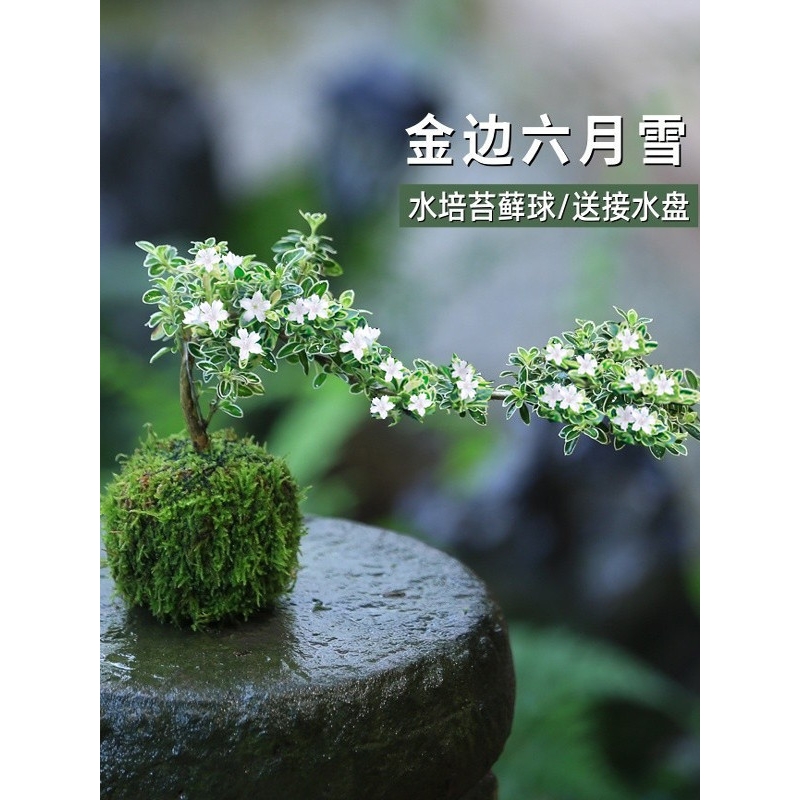 苔藓球六月雪盆景水培植物造型迷你微景观小型绿植室内桌面小盆栽
