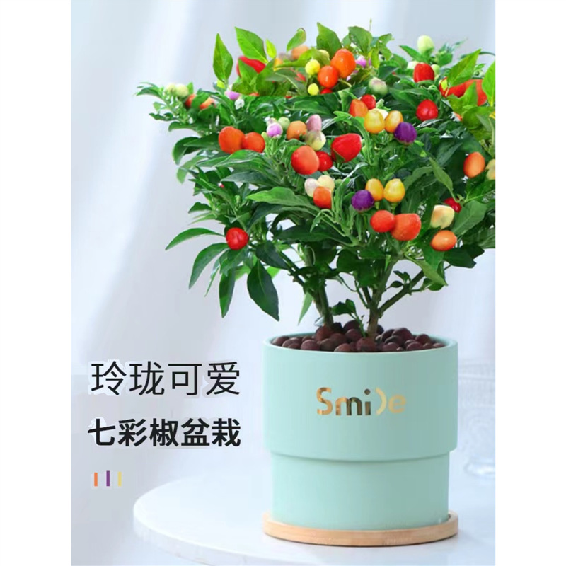 七彩椒辣椒盆栽树苗带果可食用新鲜多色五彩椒朝天椒阳台花卉绿植