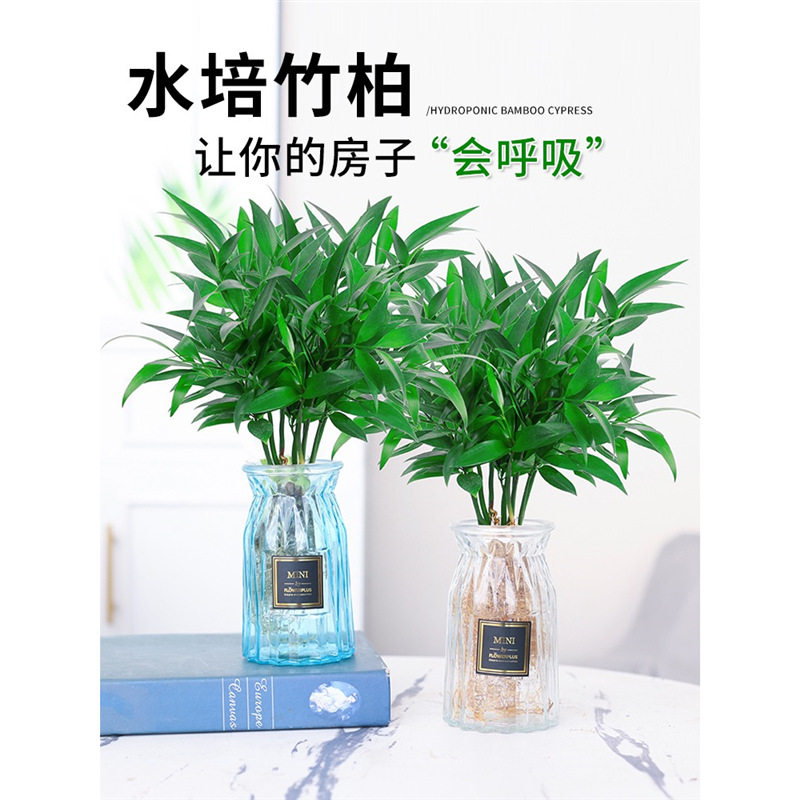 驱蚊竹柏水培植物室内水养绿植薄荷盆栽办公室桌面四季常青草好养