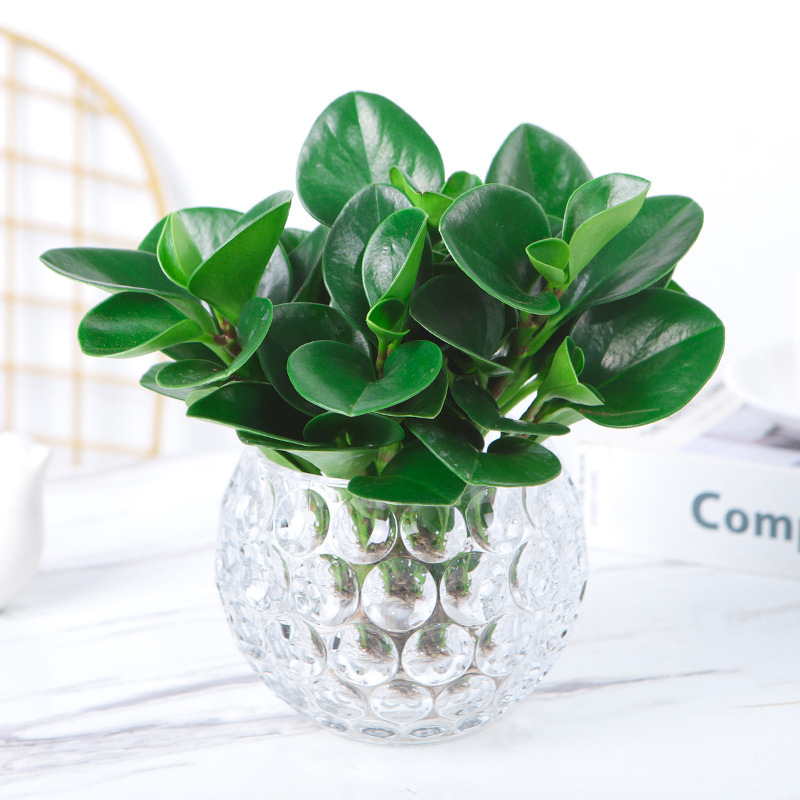 豆瓣绿水培植物盆栽四季常青室内桌面绿植碧玉好养净化空气吸