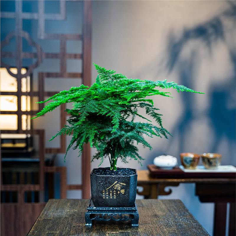 文竹精致盆栽植物室内绿化四季迷你办公室绿植