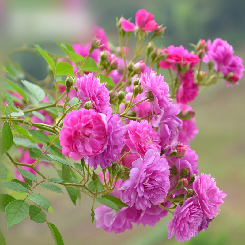 庭院盆栽甜蜜马车阳台微月爆香紫丰花多头微型月季型四季开花