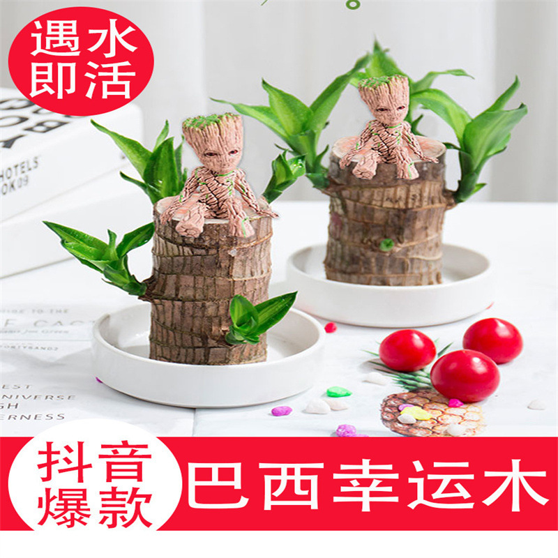 巴西木幸运木水养植物室内格鲁特办公室桌面盆栽水培小树人好养