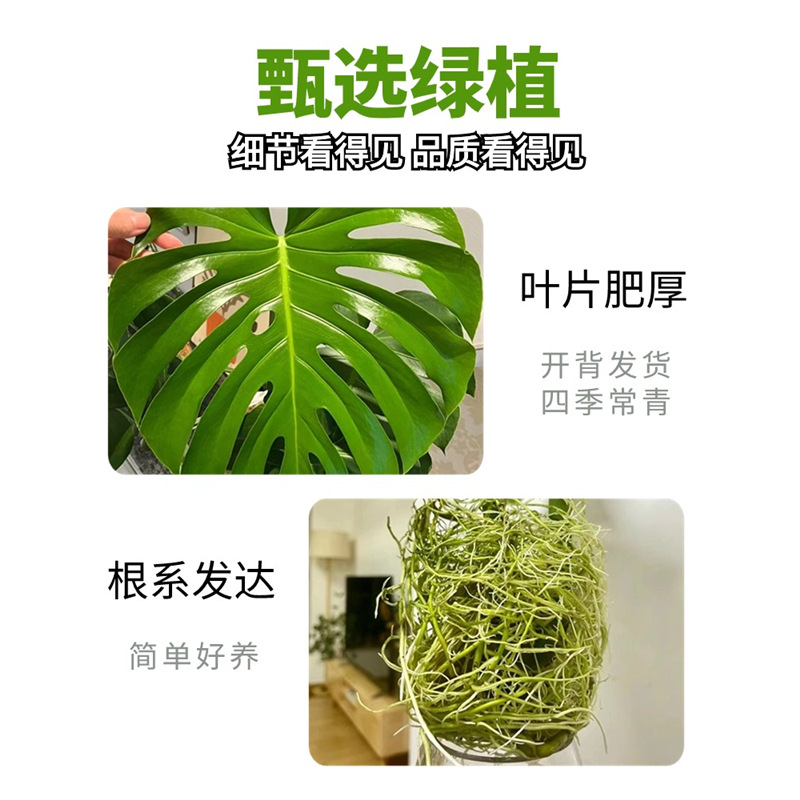 水培龟背竹客厅大盆栽室内好养绿植大叶常青观叶耐阴植物净化空气