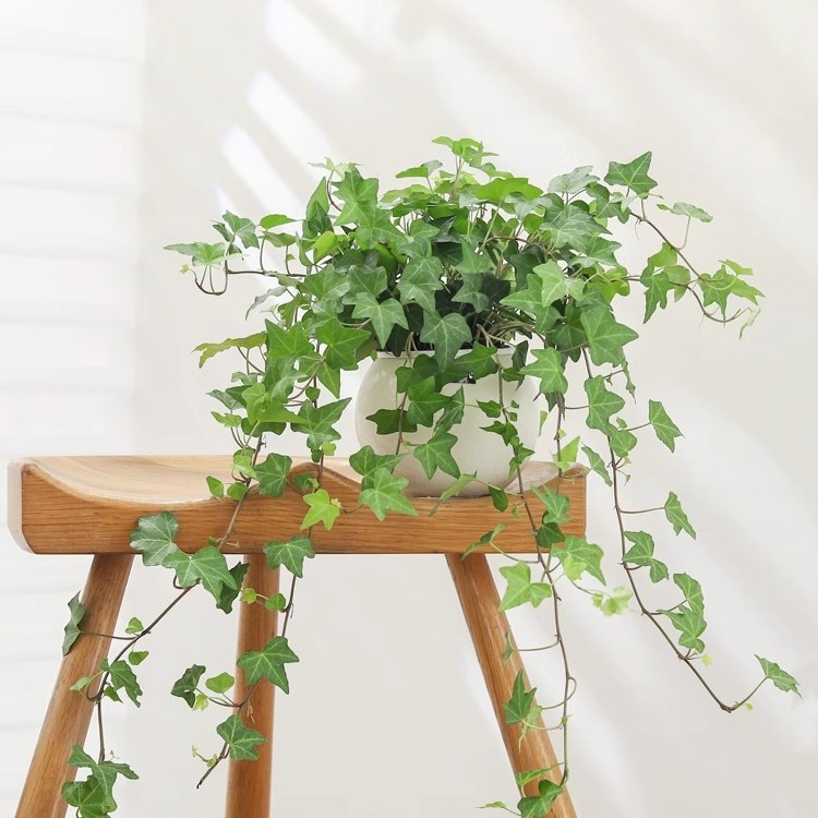 常春藤盆栽花卉植物室内垂吊爬藤绿植净化空气盆景花苗吊兰除