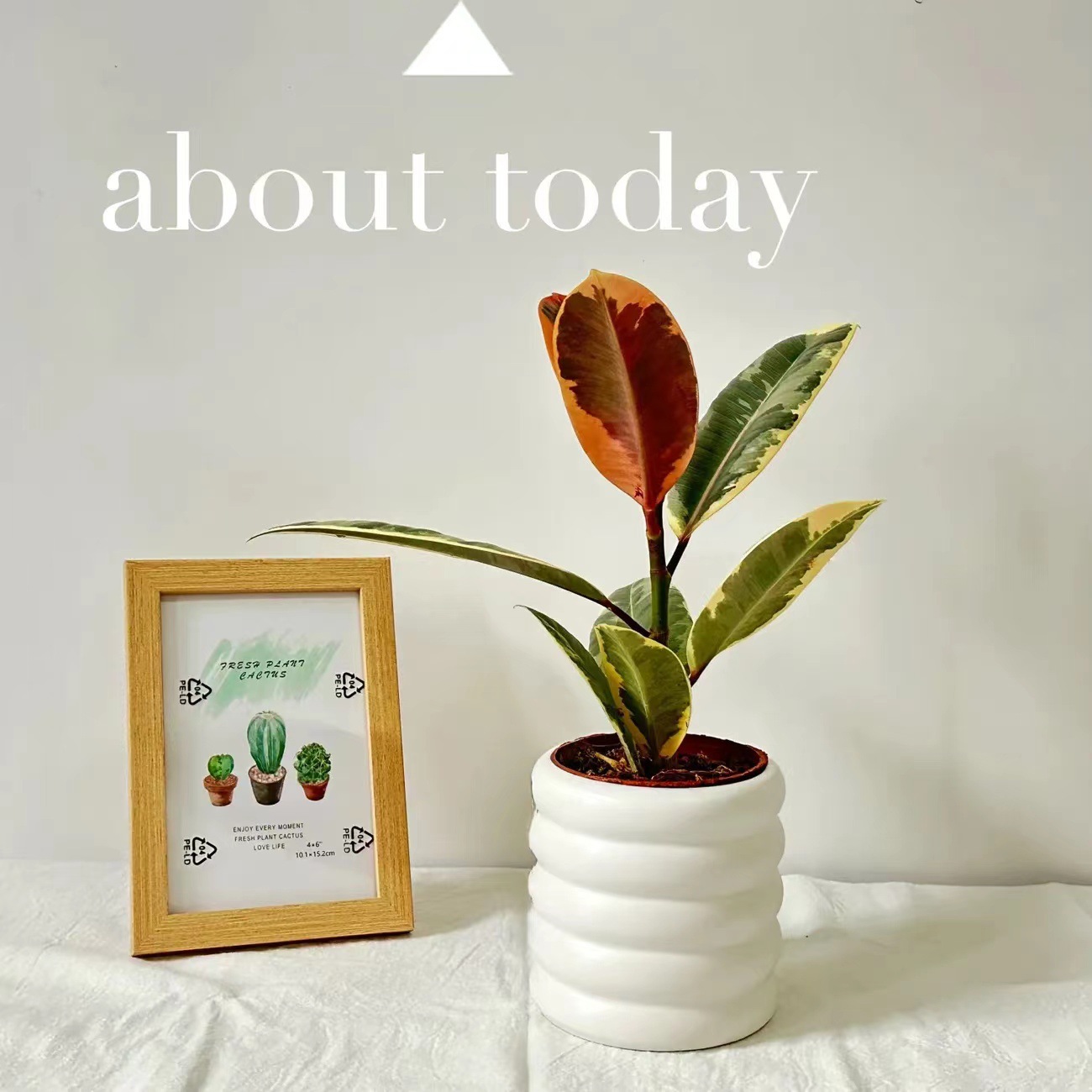 耐养花叶橡皮树花金刚阳台室内客厅北欧绿植盆栽耐晒观赏观叶新款