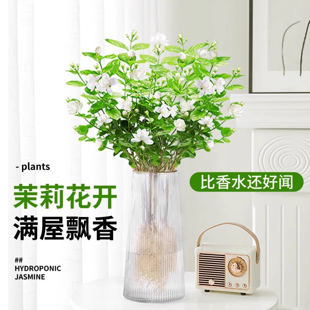 茉莉花水培植物盆栽带花苞办公室内桌面好养懒人绿植水养花卉