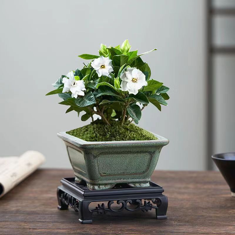 栀子花盆栽带花苞花卉植物室内四季开花阳台水培绿植树苗好养易活