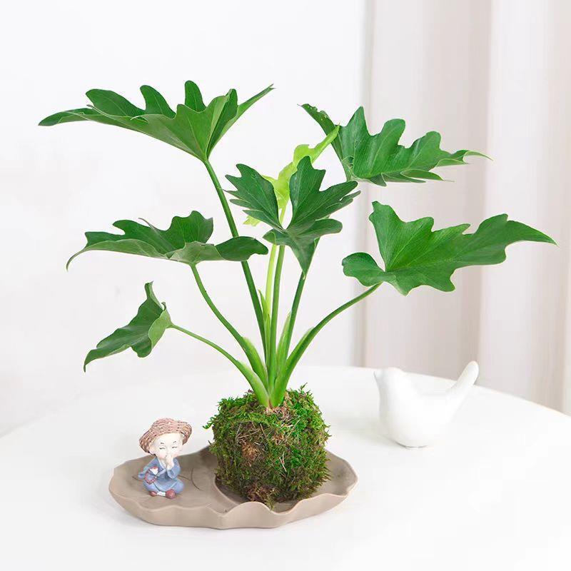 春羽苔藓球北欧绿植办公桌面好养室内好养耐荫吸净化空气美观