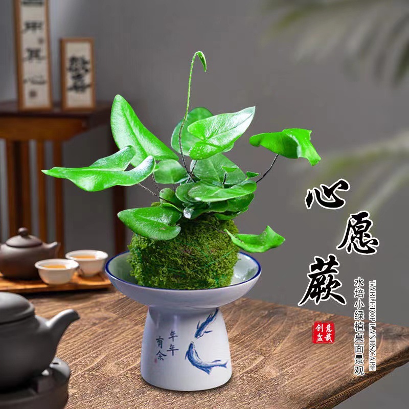 苔藓球心愿蕨喜水耐阴室内植物办公室茶桌桌面懒人绿植鲜活微景观