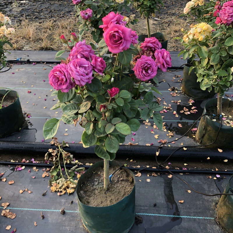 棒棒糖树状月季庭院花卉阳台盆栽树形树桩花苗大花浓香四季开玫瑰