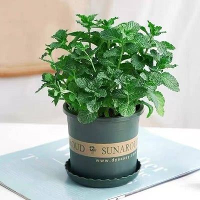薄荷盆栽可食用水培植物绿植盆栽室内四季好养驱蚊桌面植物小盆栽