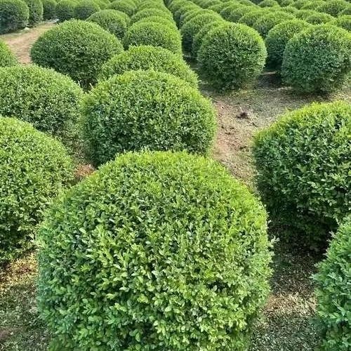 小叶女贞球庭院别墅风景树小区绿化树苗大全耐寒四季常青球形绿植