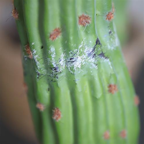 墨西哥大型仙人掌仿真仙人柱沙生景观造景摩洛哥风格假绿植盆栽