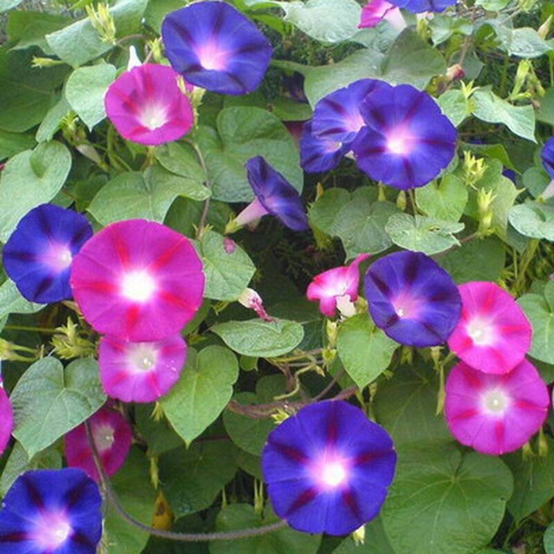 矮牵牛种子 垂吊盆栽庭院室内阳台爬藤植物牵牛花种子 四季种易活