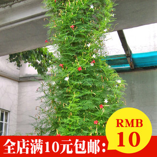 羽叶茑萝四季播遮阳攀爬藤蔓植物室内阳台围墙栅栏易活花卉花种子